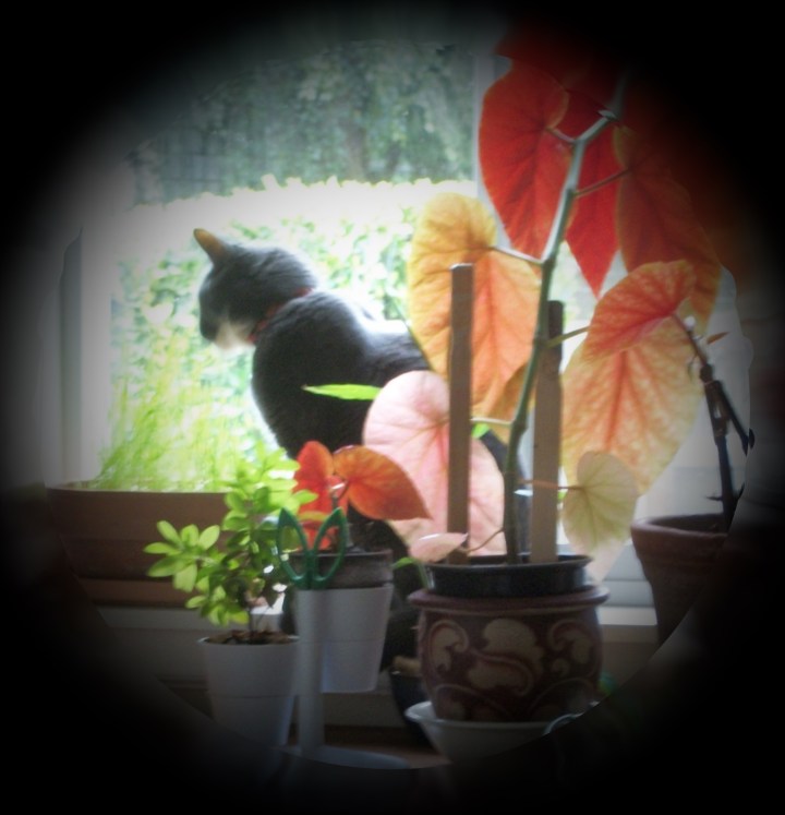 LUCY IN HER SPECIAL PLACE--THE WATCHCAT